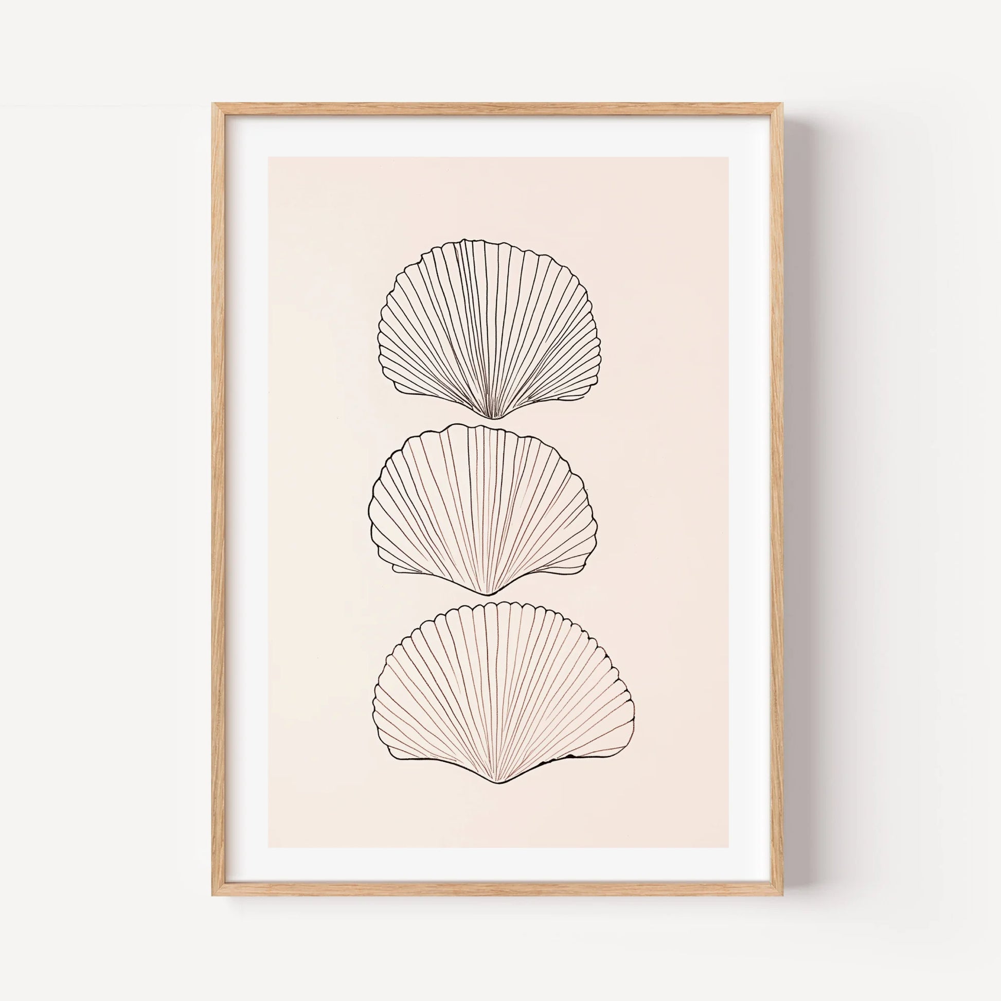 Scallop Shell Trio